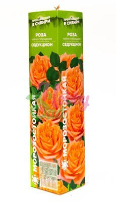 Роза Седукцион Чайно-гибридная (1 шт. в коробке) Семена Алтая