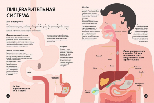 Тело человека. Визуальный гид