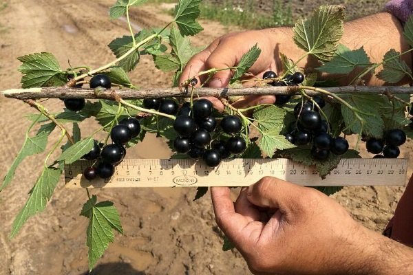 Смородина черная Экзотика, С1л, Н 30+см