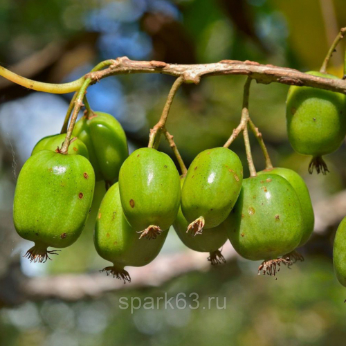 актинидия аргута Таежный Изумруд С3