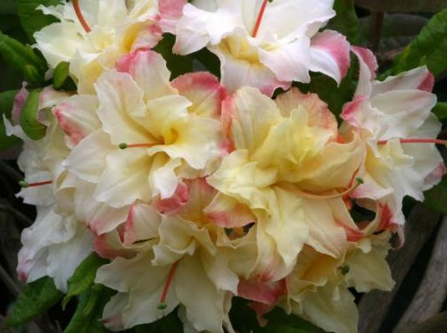 Азалия крупноцветковая (Azalea wielkokwiatowa Cannon's Double) - C5 50-70