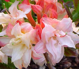 Азалия крупноцветковая (Azalea wielkokwiatowa Cannon's Double) - C5 50-70