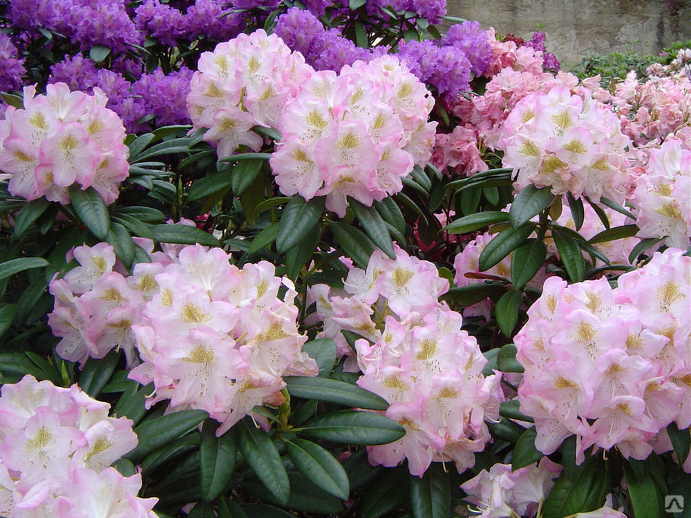 Рододендрон гибридный (Rhododéndron hybrida Brigitte) - C2