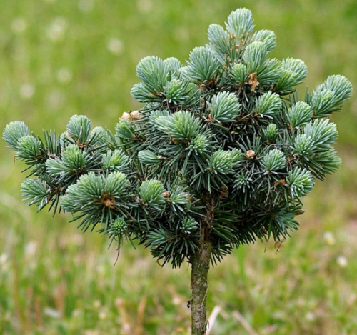 Ель колючая (Picea pungens St. Mary's Broom C5/7,5  PA 95-110)