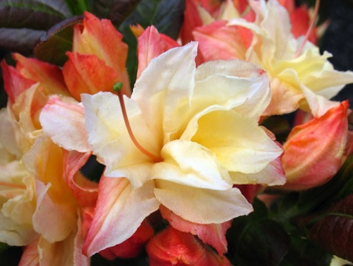 Азалия крупноцветковая  (Azalea wielkokwiatowa Cannon's Double) -  C5 50-70