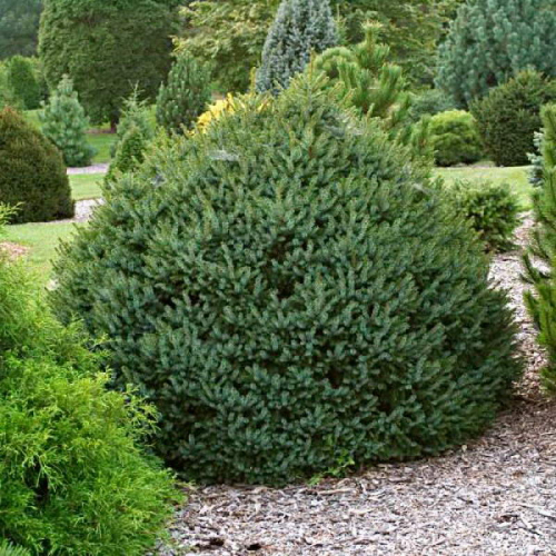 Ель сербская (Picea omorika Nana C12 30-40 )
