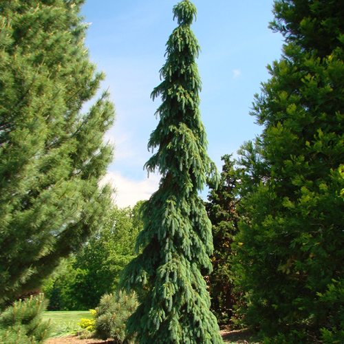 Ель сербская Picea omorika Pendula C10 60 80 Остаток шт 1