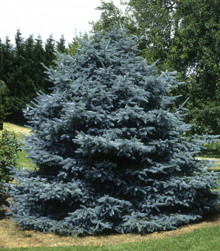 Ель колючая (Picea pungens Fat Albert C15 60-80 )