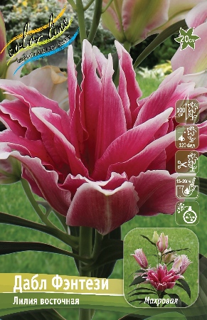 ЛИЛИЯ ДАБЛ ФЭНТЕЗИ (В упаковке 5 шт.)