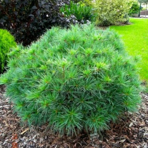 Сосна веймутова (Pinus strobus Minima C7,5 30-35 )