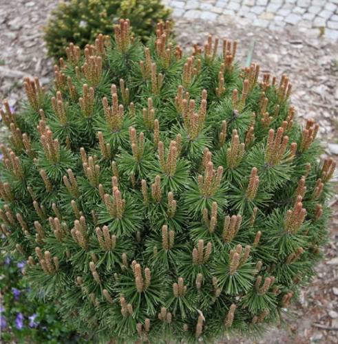 Сосна горная (Pinus mugo Litomysl C5 20-30 )