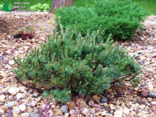 Сосна горная (Pinus mugo Humpy C2 20-30 )