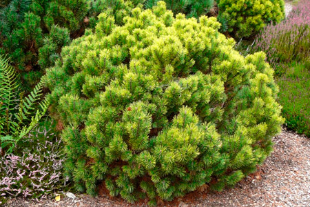 Сосна горная (Pinus mugo Winter Gold C5 20-30 )