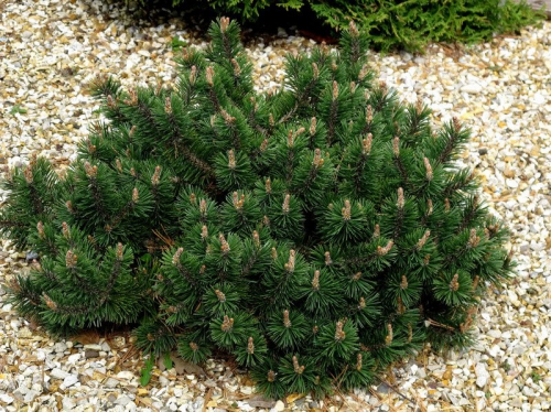 Сосна горная (Pinus mugo Humpy C2 20-30 )