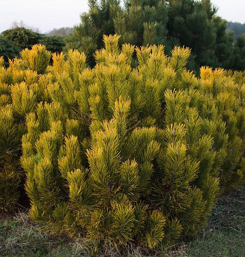 Сосна горная (Pinus mugo Golden Glow C7,5 25-30 )