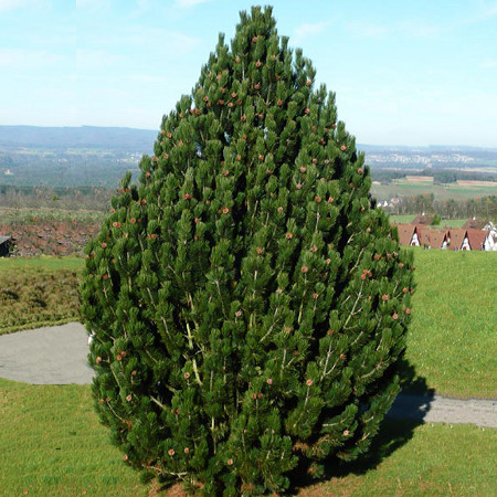 Сосна Гельдрейха / боснийская (Pinus heldreichii/leucodermis Compact Gem (syn. Compacta) C10 40-50 )