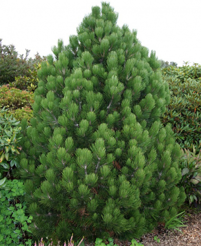Сосна Гельдрейха / боснийская (Pinus heldreichii/leucodermis Compact Gem (syn. Compacta) C10 40-50 )