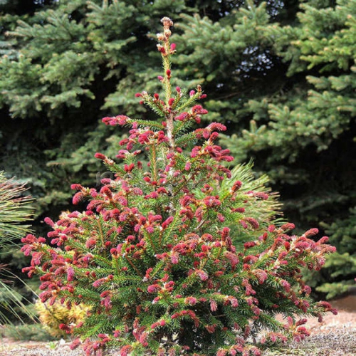 Ель обыкновенная (Picea abies Rydal), С3 15-30