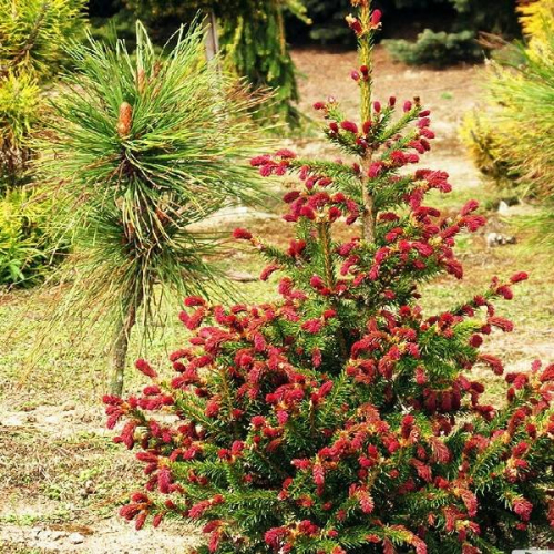 Ель обыкновенная (Picea abies Rydal), С3 15-30