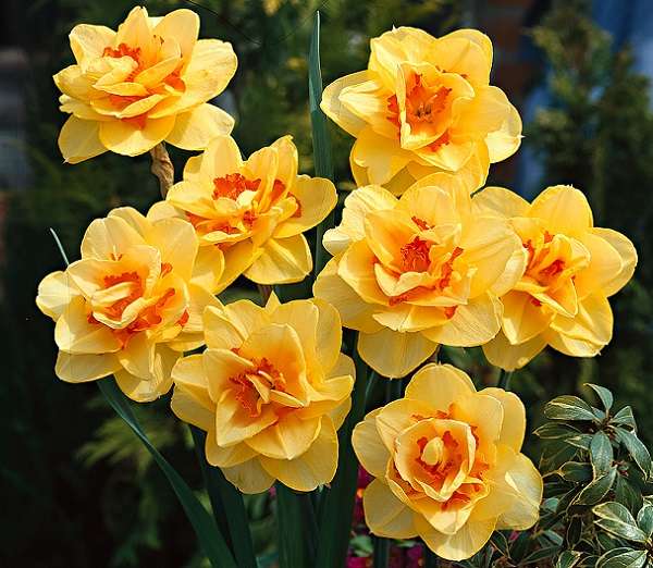 Нарцисс Tahiti, DOUBLE NARCISSI, в упаковке 7 луковиц