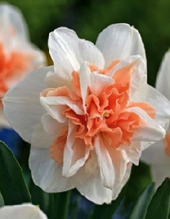 Нарцисс Delnashaugh, DOUBLE NARCISSI, в упаковке 20 луковиц