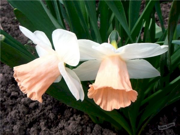 Нарцисс Pink Silk, , в упаковке 7 луковиц