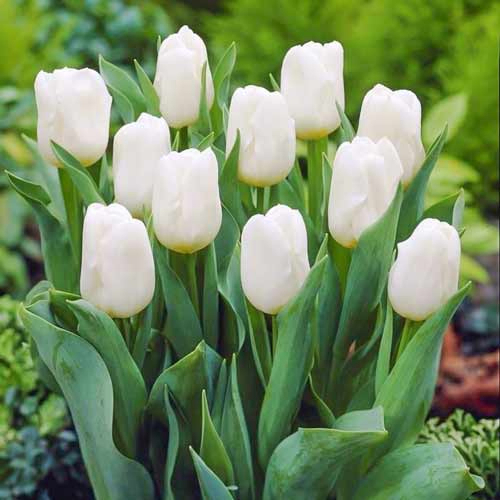 Тюльпан Antarctica, SINGLE EARLY & TRIUMPH TULIPS, в упаковке 50 луковиц