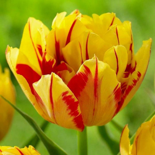 Тюльпан Monsella®, DOUBLE EARLY TULIPS, в упаковке 3 луковиц