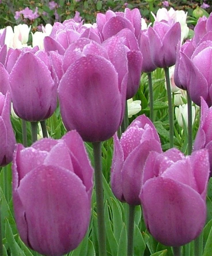 Тюльпан Violet Beauty®, SINGLE EARLY & TRIUMPH TULIPS, в упаковке 3 луковиц