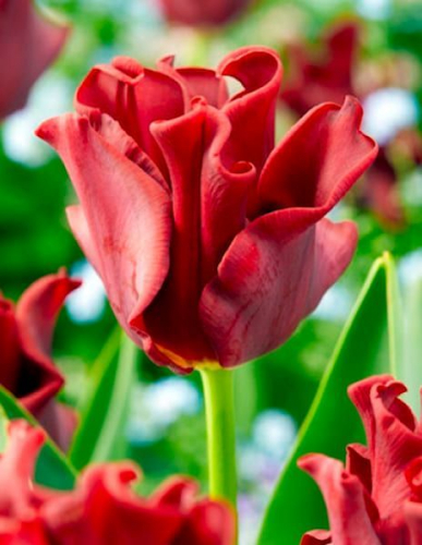 Тюльпан Red Dress®, CROWN (CORONET) TULIPS, в упаковке 20 луковиц