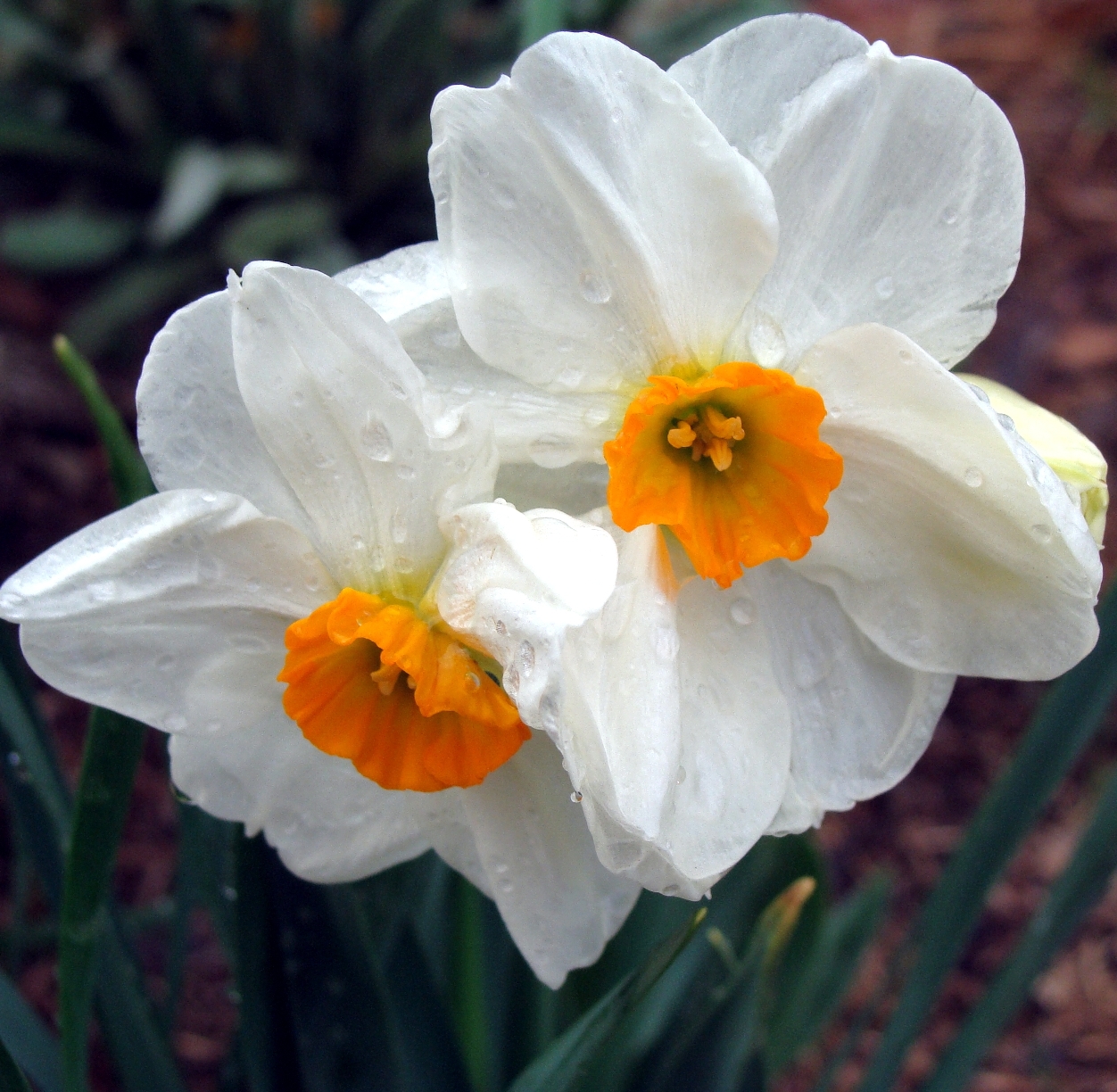 Vestacia Jonquil