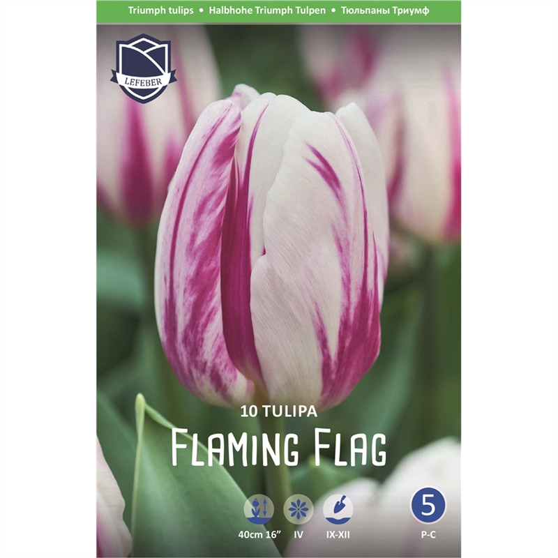 Тюльпан флеминг флаг фото и описание