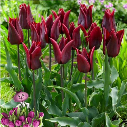 Тюльпан Lastin Love, LILY FLOWERING TULIPS, в упаковке 20 луковиц