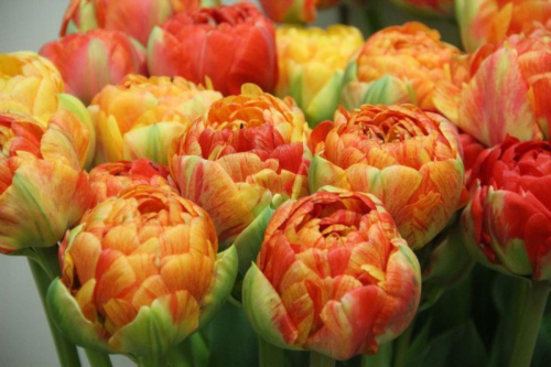 Тюльпан Gudoshnik Double, PEONY FLOWERING TULIPS, в упаковке 3 луковиц