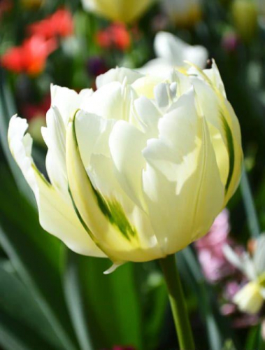 Тюльпан Exotic Emperor®, FOSTERIANA TULIPS, в упаковке 20 луковиц