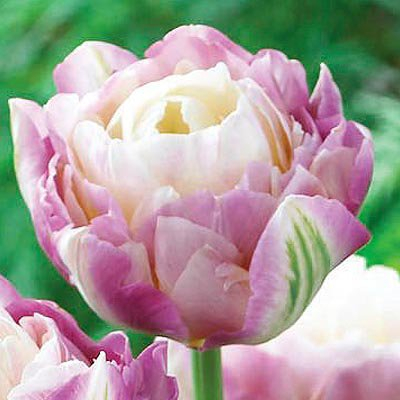 Тюльпан Sweet Desire, PEONY FLOWERING TULIPS, в упаковке 20 луковиц