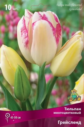 Тюльпан Graceland, MULTI FLOWERING TULIPS, в упаковке 3 луковиц