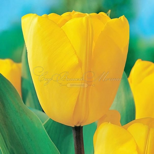 Тюльпан Golden Oxford, DARWIN HYBRID TULIPS, в упаковке 20 луковиц