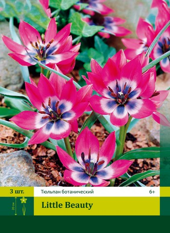 Тюльпан humilis Little Beauty, BOTANICAL TULIPS, в упаковке 20 луковиц