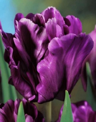 Тюльпан Victoria's Secret, PARROT TULIPS, в упаковке 3 луковиц