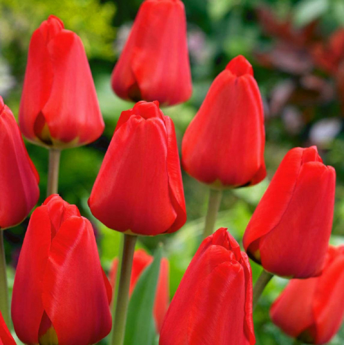 Тюльпан Apeldoorn, DARWIN HYBRID TULIPS, в упаковке 3 луковиц