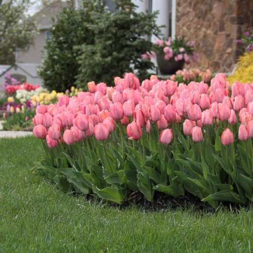 Тюльпан Mystic Van Eyck, DARWIN HYBRID TULIPS, в упаковке 20 луковиц