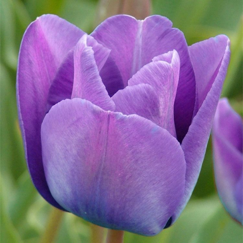 Тюльпан Blue Aimable, SINGE LATE TALL TULIPS, в упаковке 3 луковиц