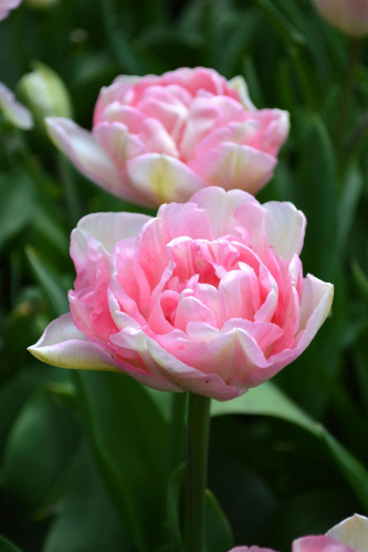 Тюльпан Angélique, PEONY FLOWERING TULIPS, в упаковке 3 луковиц