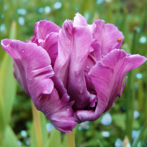 Тюльпан Blue Parrot, PARROT TULIPS, в упаковке 3 луковиц