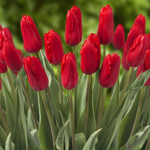 Тюльпан Red Proud, SINGE LATE TALL TULIPS, в упаковке 3 луковиц