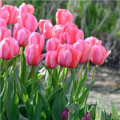 Тюльпан Pink Impression, DARWIN HYBRID TULIPS, в упаковке 20 луковиц