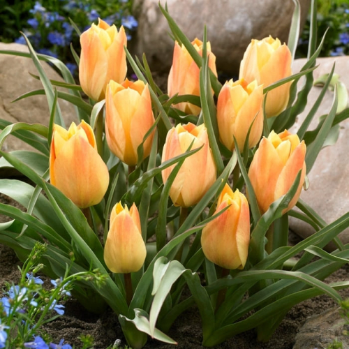 Тюльпан batalinii Bright Gem, BOTANICAL TULIPS, в упаковке 3 луковиц