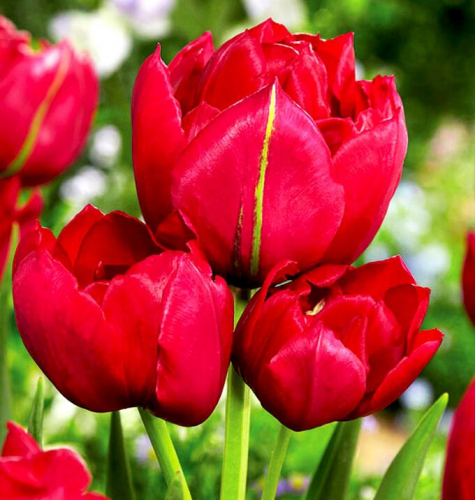 Тюльпан Estatic, MULTI FLOWERING TULIPS, в упаковке 3 луковиц