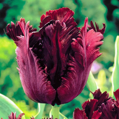 Тюльпан Black Parrot, PARROT TULIPS, в упаковке 3 луковиц